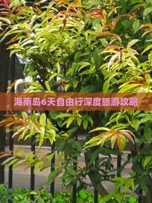 雷火竞技网址海南岛6天自由行深度旅游攻略(图6)