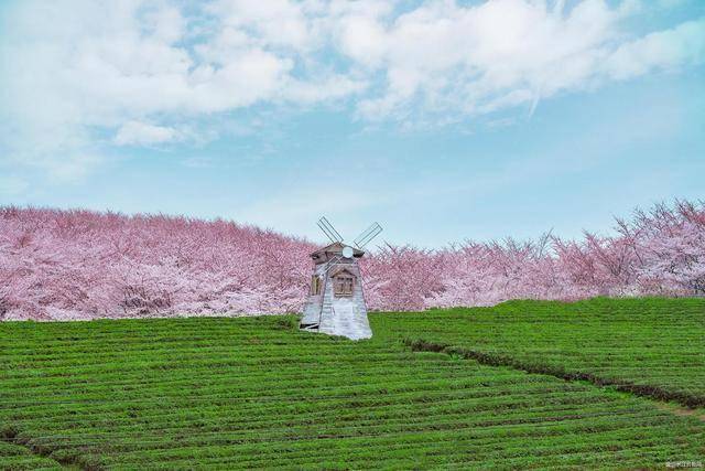 3月的武汉等你赴一场赏樱之雷火竞技约(图2)