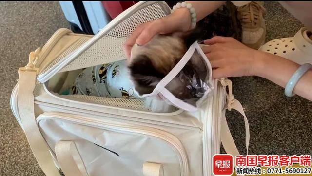 宠物也有旅行团“毛孩子”催生广西旅游新业态雷火竞技入口(图3)